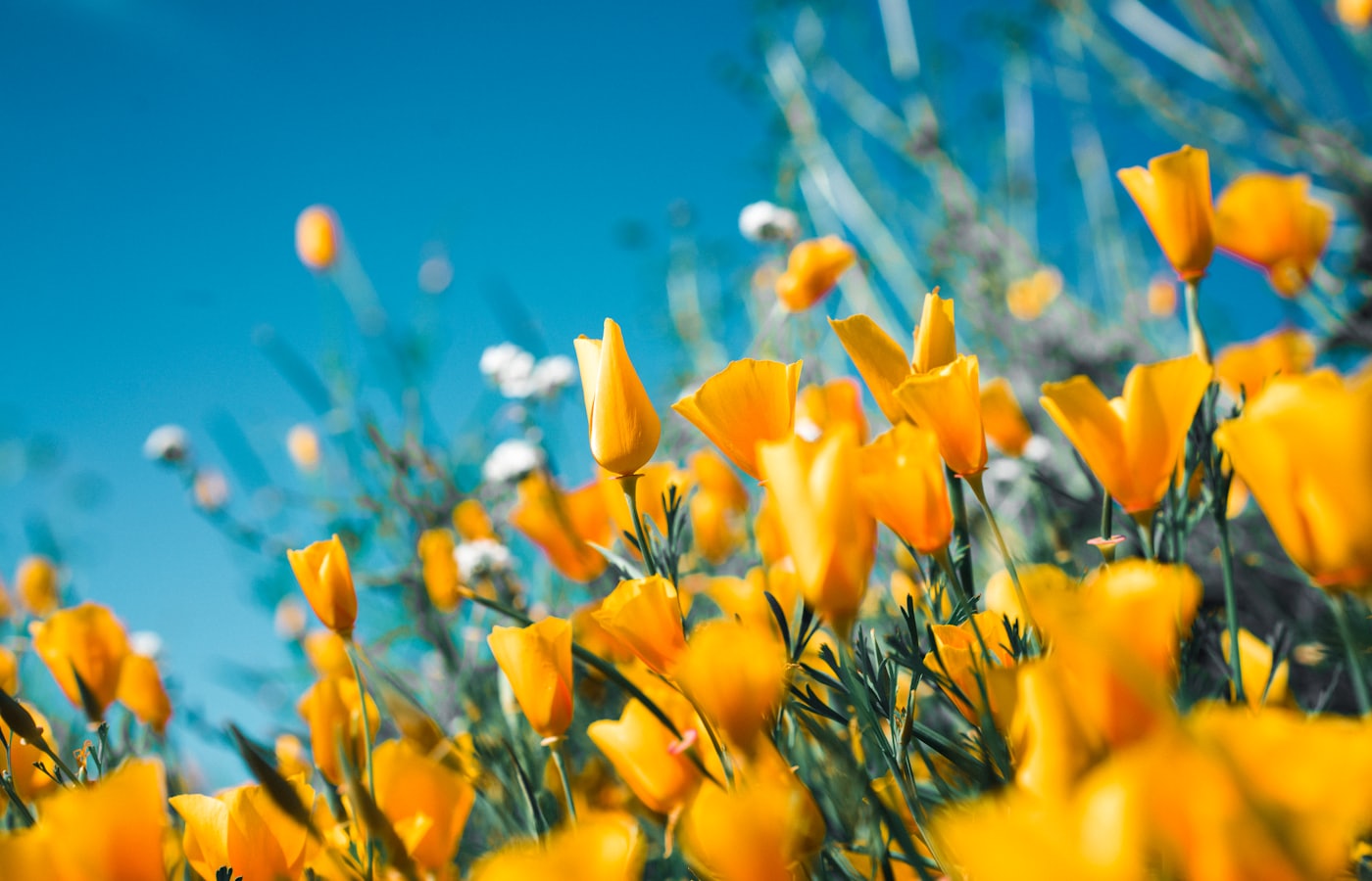Composition florale sobre en hommage